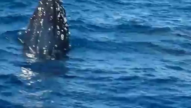 baleine à bosse