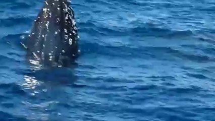baleine à bosse