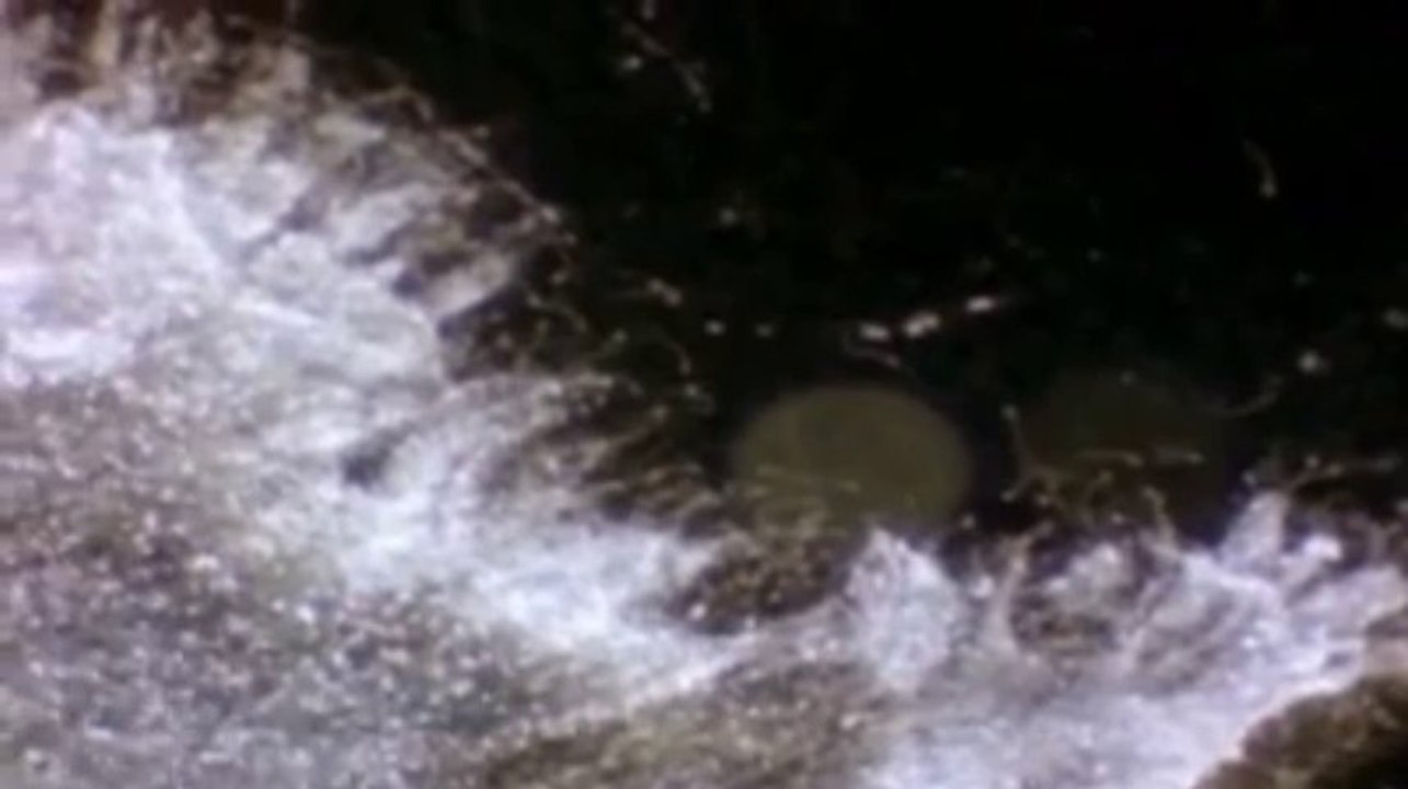 Hedefe Kitlenmiş Kusursuz bir Ordu; Spermler