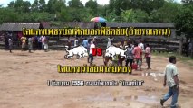 2556090101 สนามหยีใน  โคแดงราชบัณฑิตยอดพิชิตชัย(อ้ายรถเครน)  ชนกับ  โคแดงนำชัยมาลัยทอง