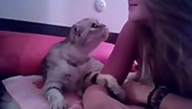 Adorable Kitten Demands Kiss