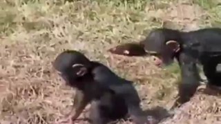 A Bad Ape