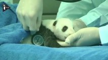 Naissance d'un bébé panda en Chine