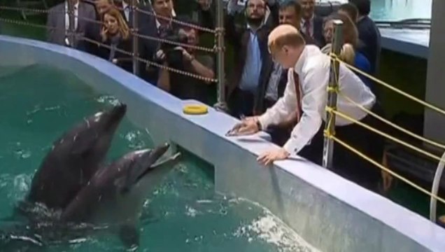 Vladimir Putin shakes hands with walrus and feeds dolphin