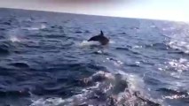 incroyable banc de dauphins entre Belle Île et Hoedic - 47°16'N  2°49'O - 29 août 2013