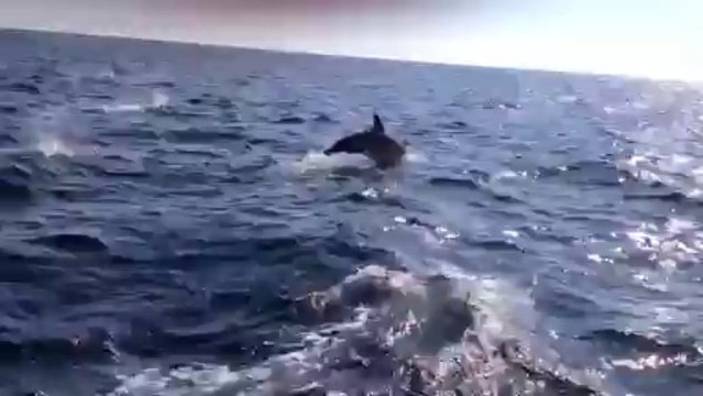 incroyable banc de dauphins entre Belle Île et Hoedic - 47°16'N 2°49'O - 29 août 2013