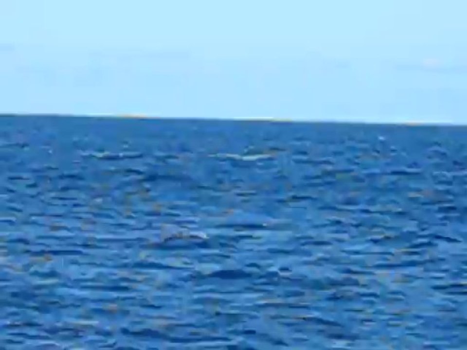 Baleine