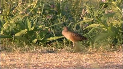 Estuarium - Marais estuariens - Le Râle des Genêts