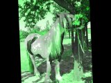 Arwen - Gypsy Vanner Horse Femmina