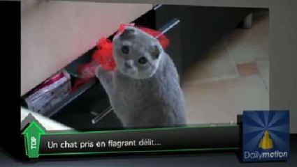 "Top Média" : un petit chat un peu trop curieux à la Une