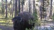 Yellow Stone Park Hikers Encounter Bison
