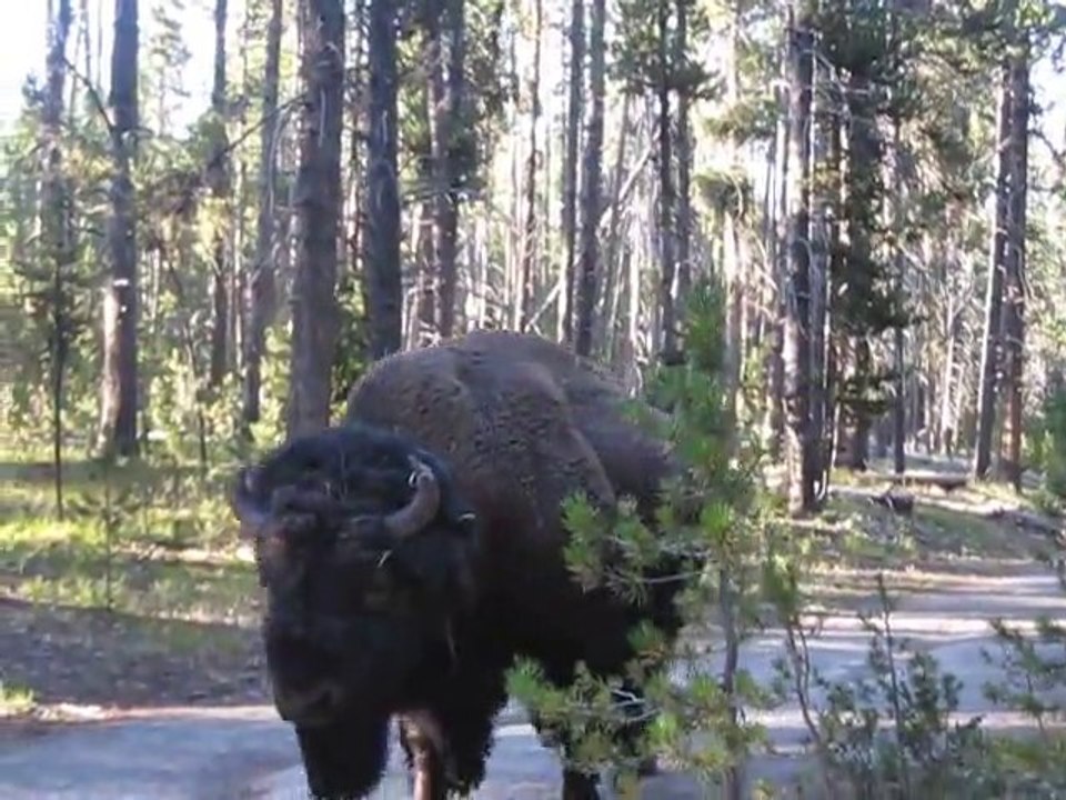 Yellow Stone Park Hikers Encounter Bison