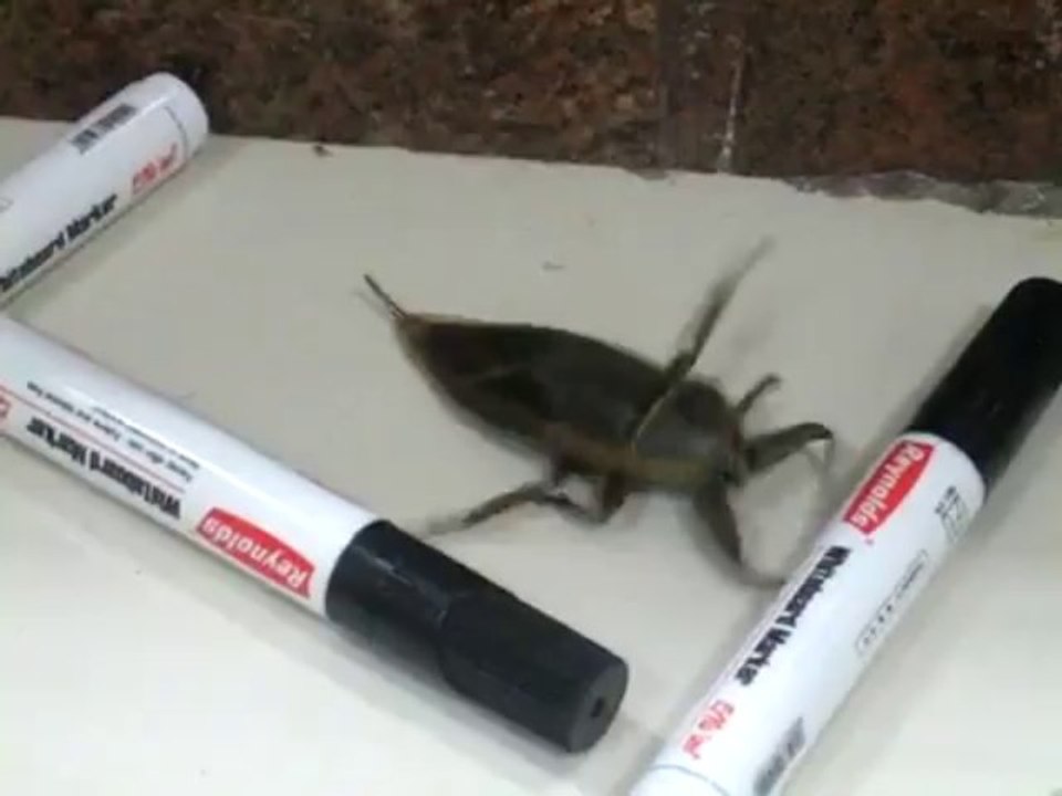 Large Insect - Giant indian bug!