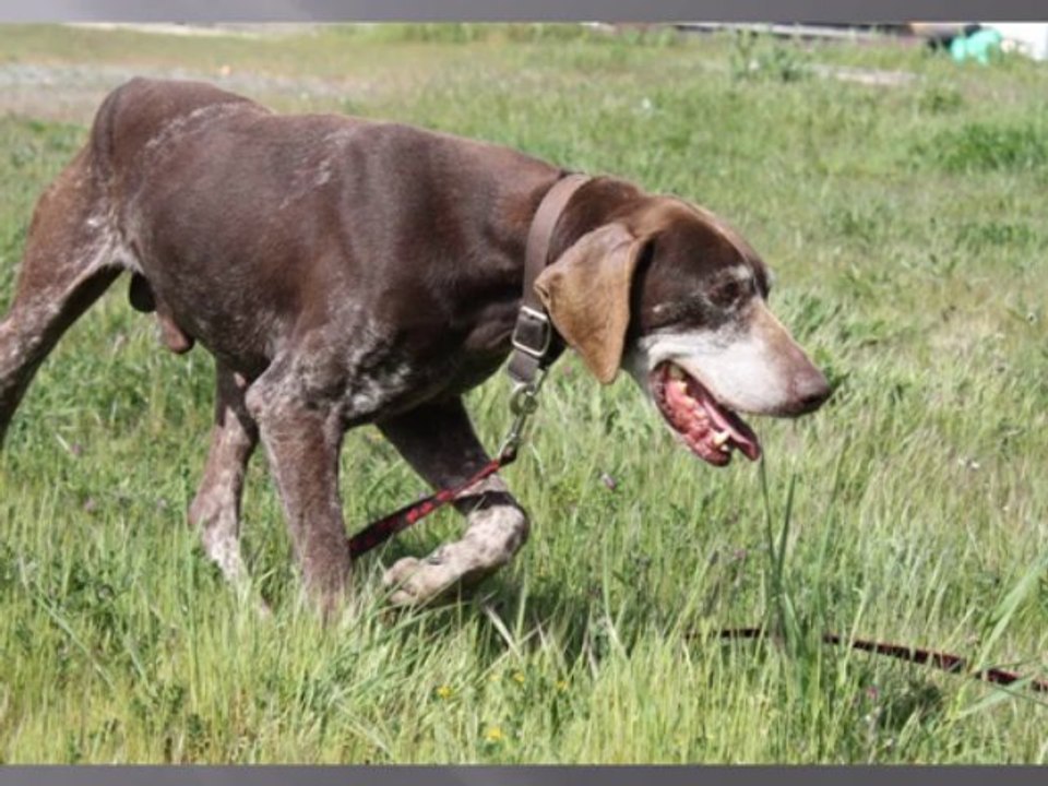 Nos chiens à l’adoption