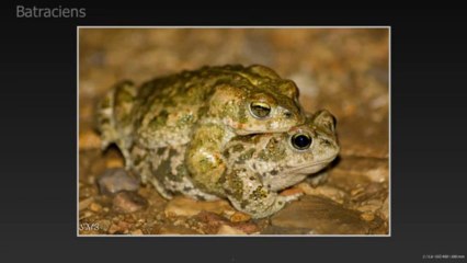 Diaporama Batraciens