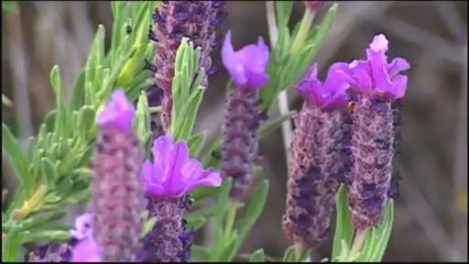 Séquences Corses - Extrait 3