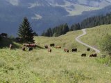 Les vaches de la montagne