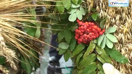 Dożynki w Gminie Łapsze Niżne