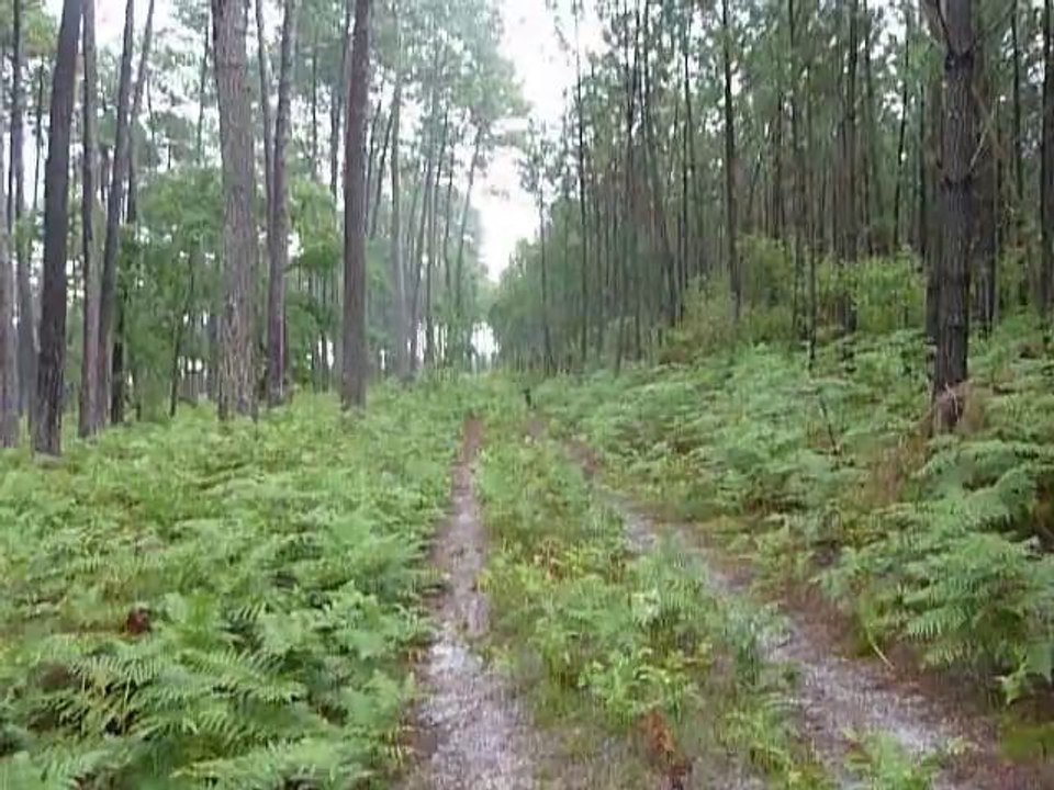 Dans les bois
