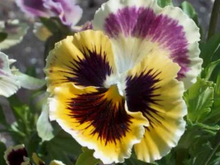 Come September - Billy Vaughn