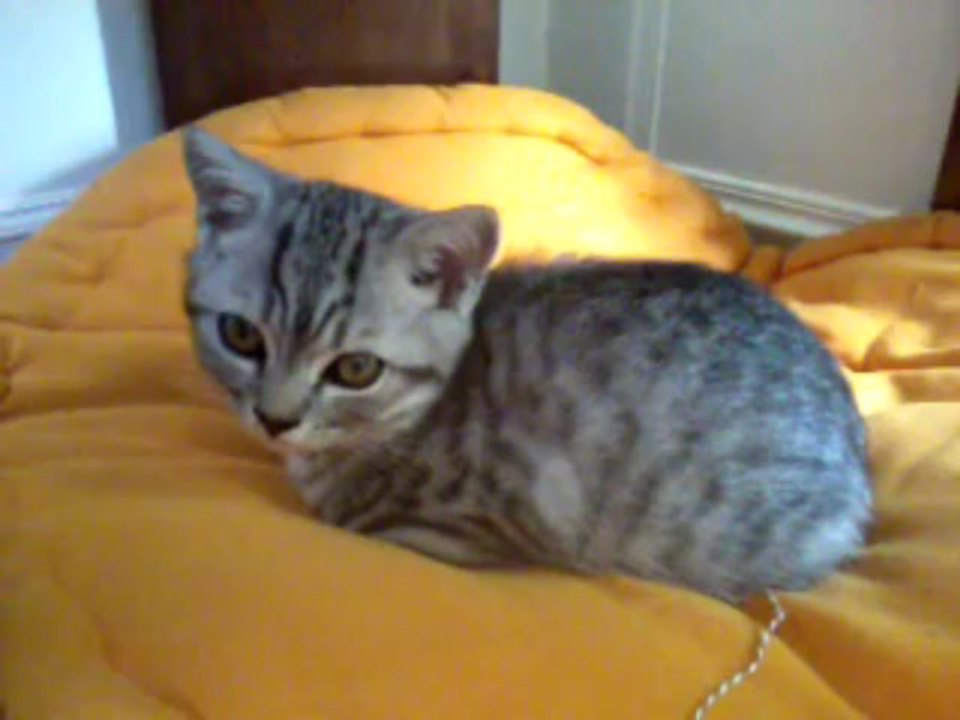 Iggy et sa souris (1)