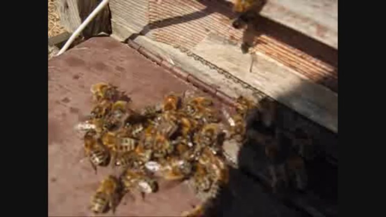 sarıca arının sonu