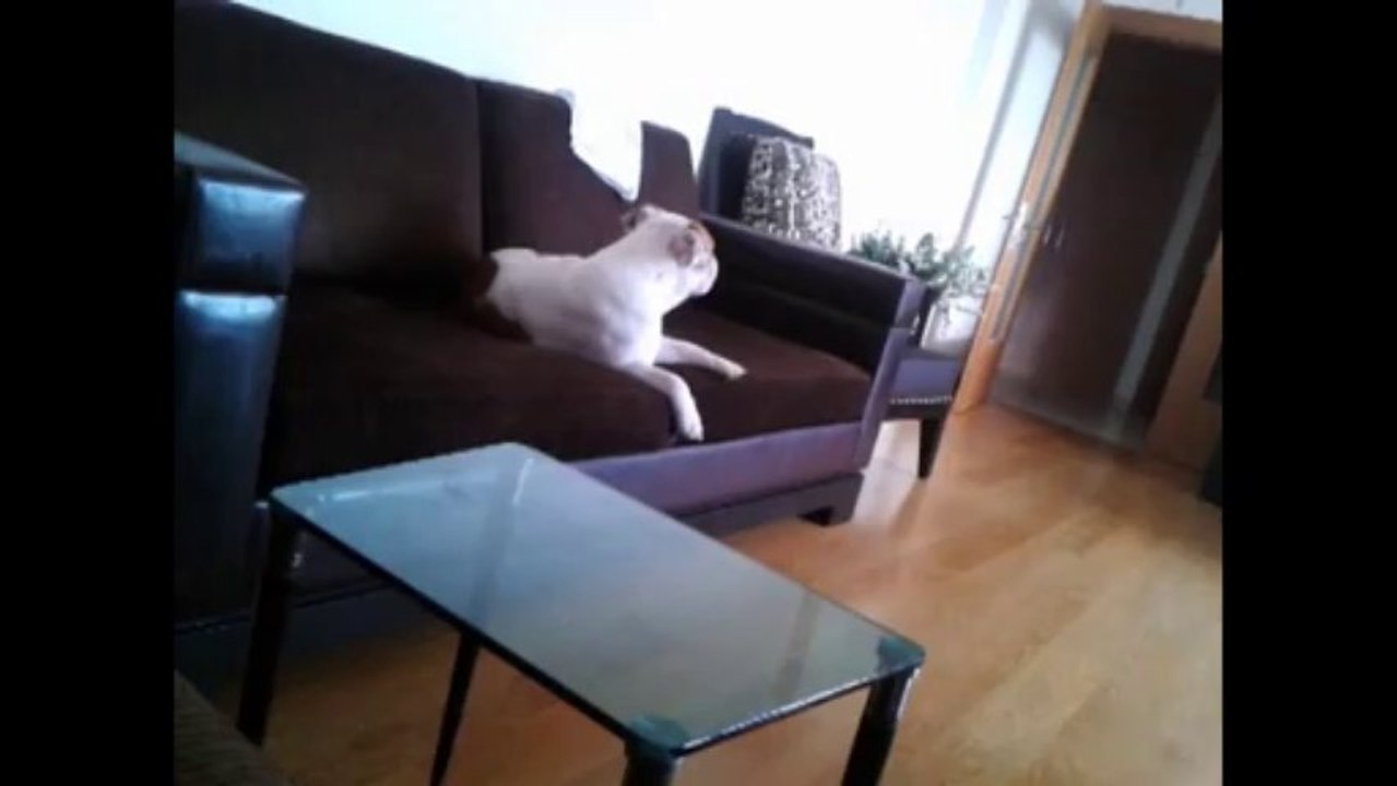 moka