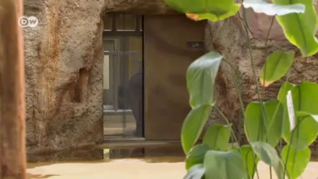 Diversidad de especies: el hipopótamo de Suazilandia | Visión futuro