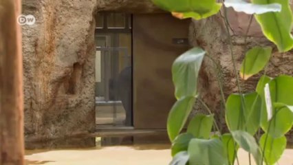 Diversidad de especies: el hipopótamo de Suazilandia | Visión futuro