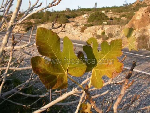 Sinan Özen _ Ölüm Dedigin Nedir.