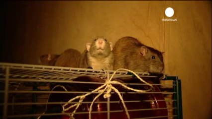 Sniffer rats hired by police in the Netherlands