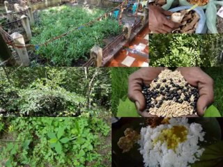 Medicinal Rice B4 Formulations for Valeriana Toxicity: Pankaj Oudhia’s Medicinal Plant Database