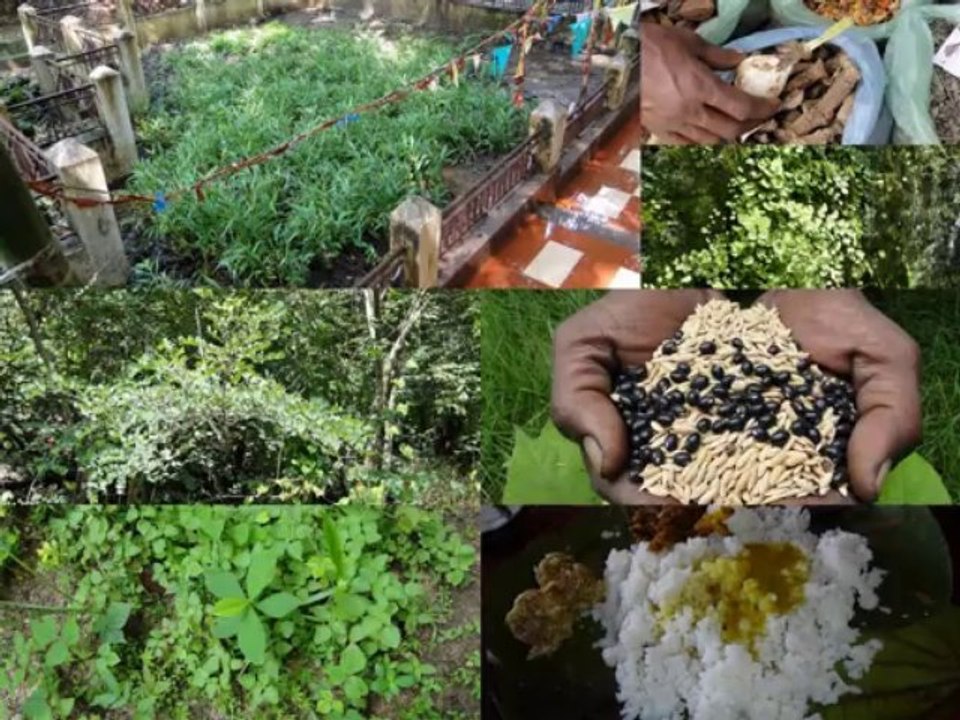 Medicinal Rice B4 Formulations for Valeriana Toxicity: Pankaj Oudhia’s Medicinal Plant Database
