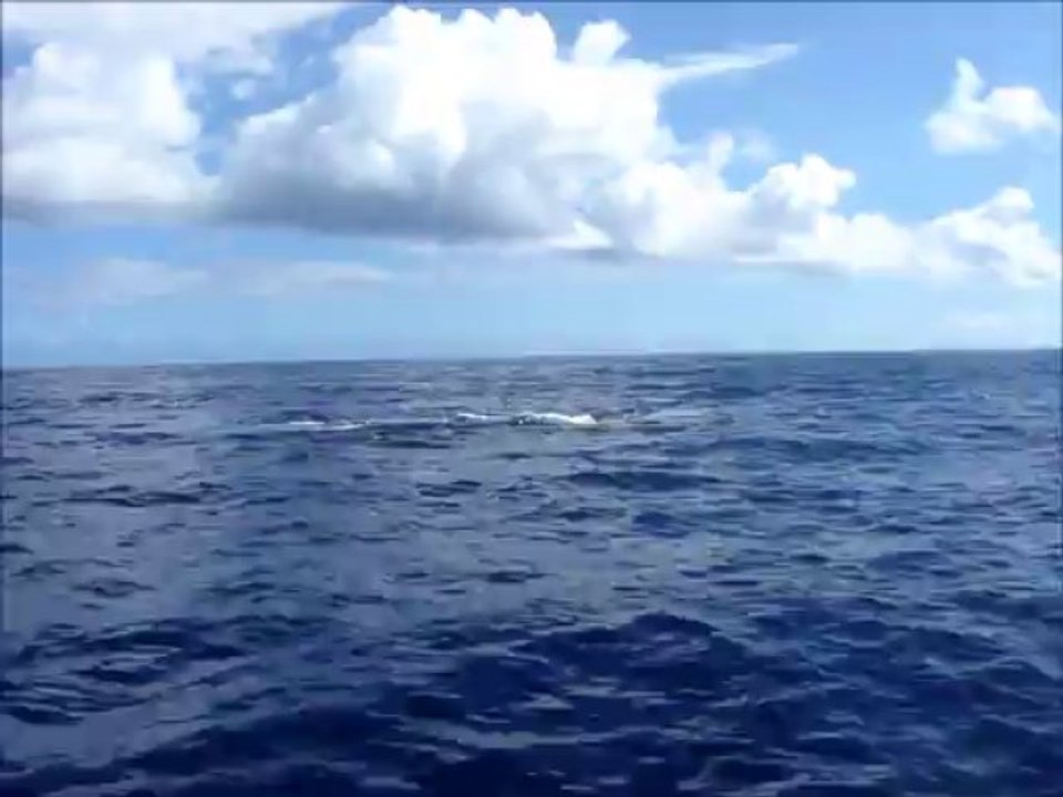 Baleine n°2
