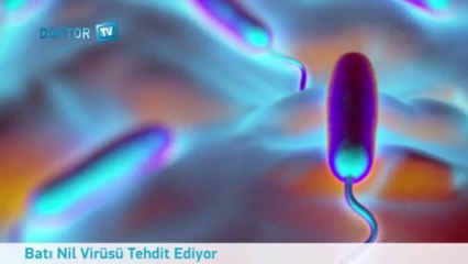 batı nil virüsü