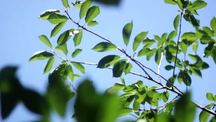 Leaves - Free HD stock footage