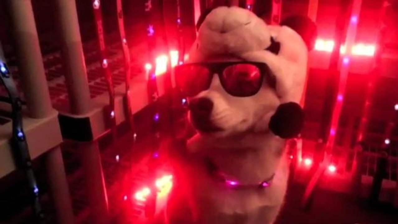 Light-Up LED Dog Collars Will Make Your Pet the Coolest