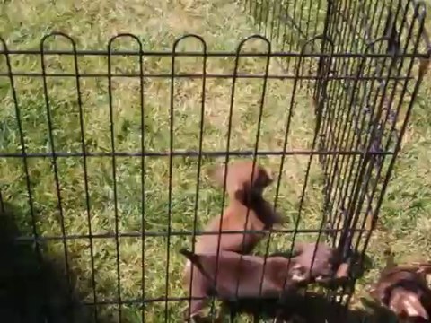 Chiots Chihuahua poil court choco de 9 semaines
