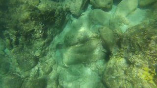 Bouillante reserve cousteau : snorkeling 2/2