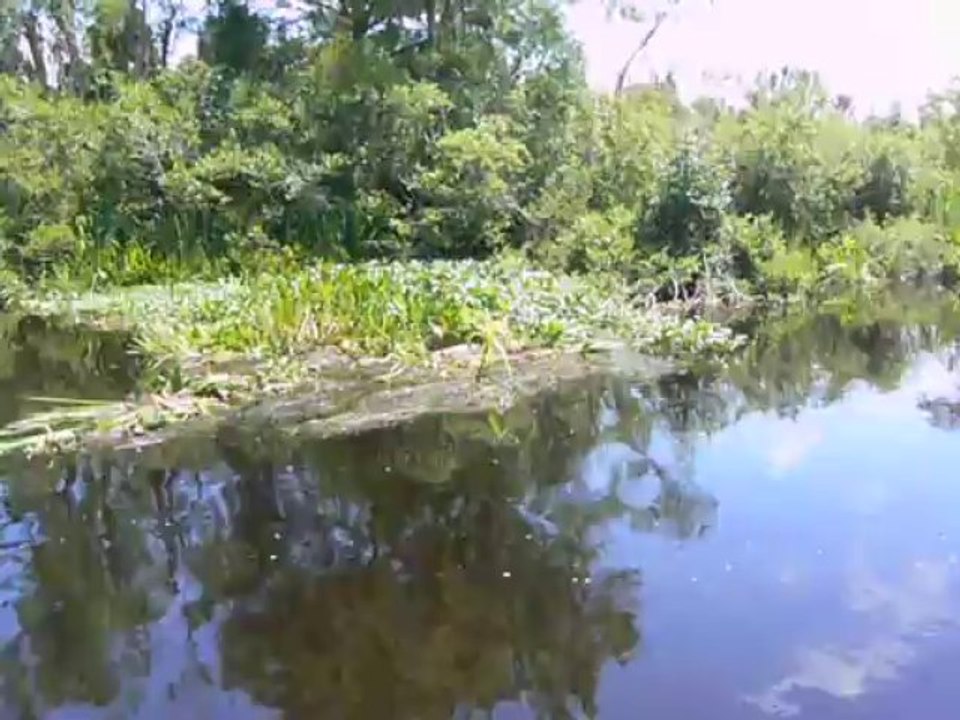 Waccamaw  river .