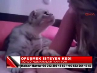 19-ÖPÜŞMEK İSTEYEN KEDİ