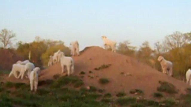 Dancing Angora Goats | Pure American Naturals