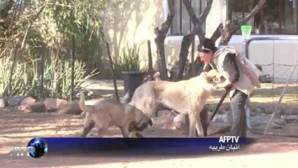 ناميبيا تلجأ إلى الكلاب لحماية الفهود