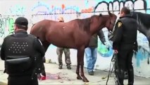 Des chevaux sèment la panique dans Mexico
