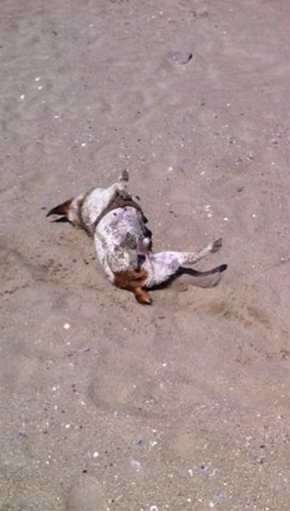 après un bon bain rien de tel qu'un séchage express