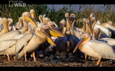 Dziki Dunaj Las, powódź i mróz