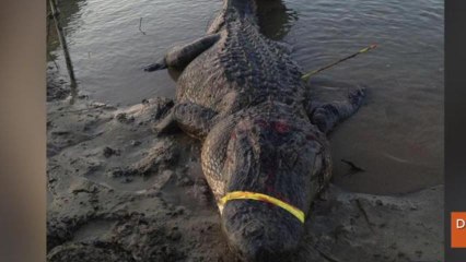 Monster Record-Breaking Alligators Caught on Same Day