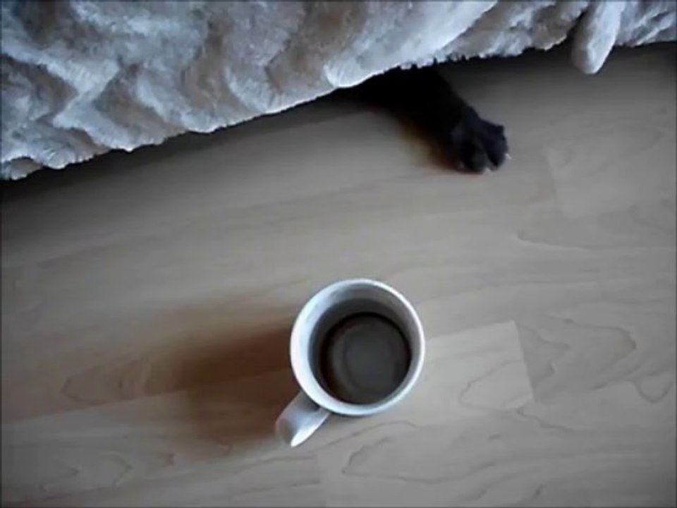 Katze sucht Kaffeetasse