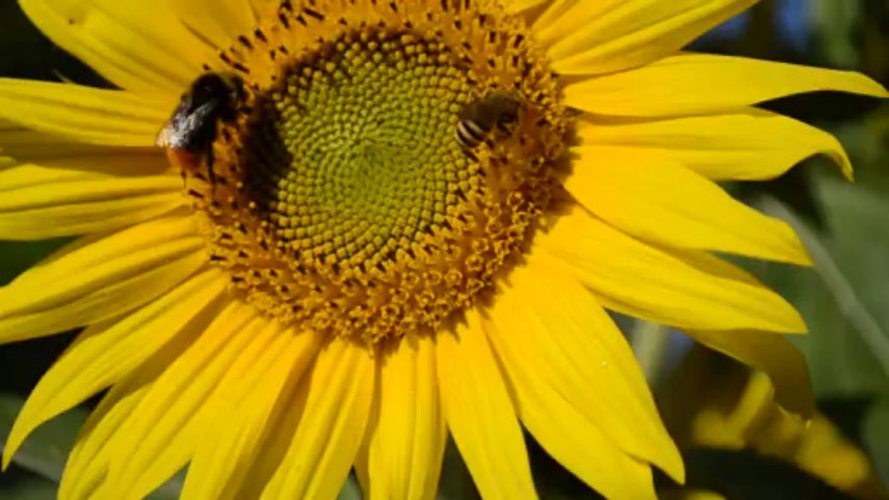 Au coeur d'un tournesol