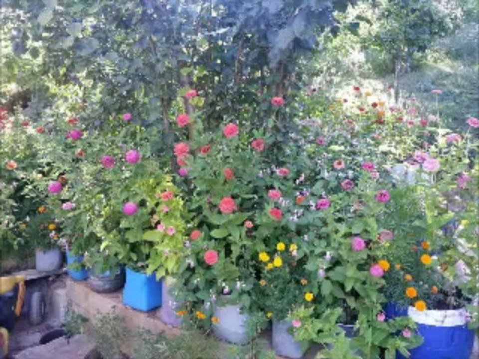 HİSARARDI